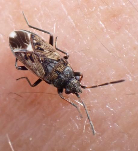 Réf. 351 730 : Peritrechus lundii